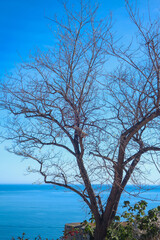 Tree without leaves with sea as background
