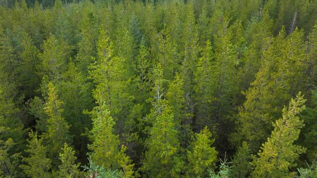 Plantation Woodland and Managed Forest in Scotland