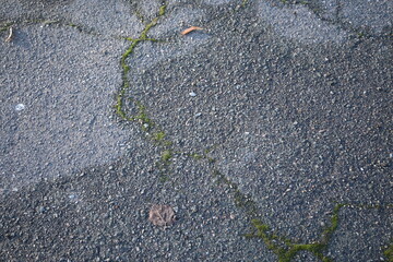 fissure on gray asphalt, gray asphalt erosion, soil split from tree roots on a concrete surface,...
