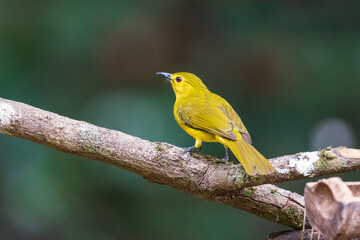 Yellow-browed bulbul (Acritillas indica) at Thattekkad Bird Sanctuary, Kerala, India