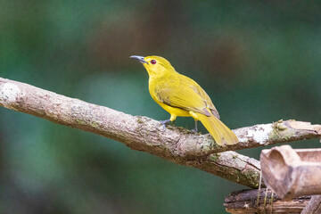Obraz premium Yellow-browed bulbul (Acritillas indica) at Thattekkad Bird Sanctuary, Kerala, India