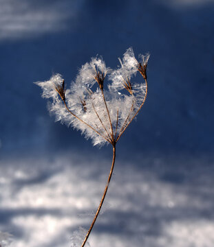 Eiskristalle an einer trockenen Dolde
