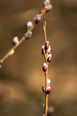 Spring blooming buds.