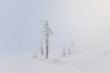 Minimalistic frosty winter scenery with fog and snow