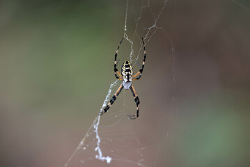 Black and Yellow Garden Spider