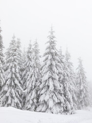 Winter scenery with fir trees covered with snow in the fog