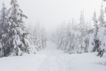 Misty and moody Winter scenery with mountain trail