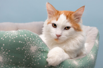young white cat lies in a couch