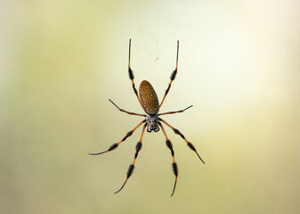 Golden Silk Orbweaver
