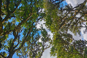 Green branches of an old tree against a blue sky.