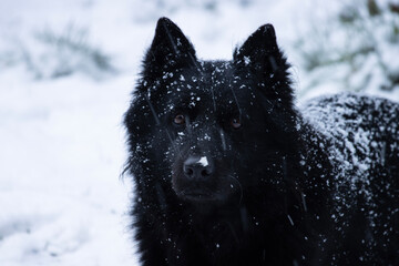 Greta, the proud German shepherd, stands tall amidst the falling snowflakes, his black fur dusted with a blanket of white. He looks regal, a true king of the winter wonderland.