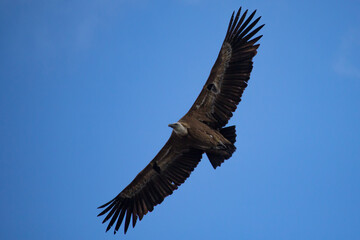 Obraz premium Gyps fulvus 