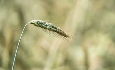 Green grain ripening in the field in summer. Grain plantation. Ears of grain in close-up on a blurred background.