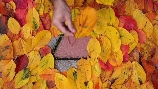 Photographer artistically lays out the fallen leaves for a background photograph. Time lapse
