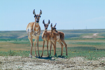 Antelope in oil field with twins