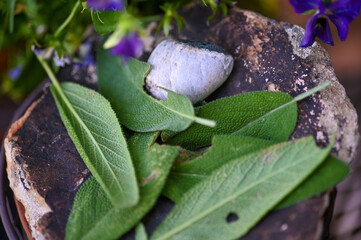 Sage close up on a rock.