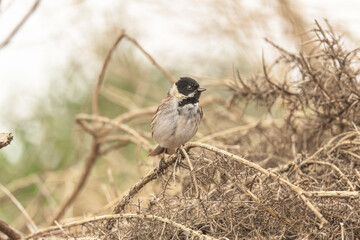 reed bunting, emberiza schoeniclus, perched on the branch of a tree in the summer in the uk