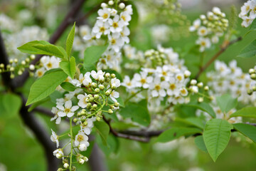 branch of blooming bird cherry tree with twigs and green leaves isolated, close-up