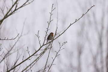 Robin bird on tree branch and foggy background