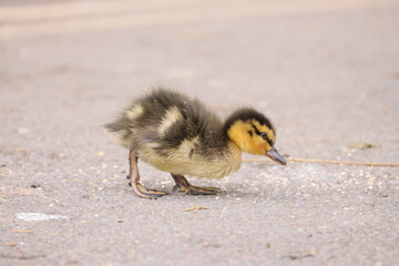 A very small wild duck walks on hard ground. Close-up view