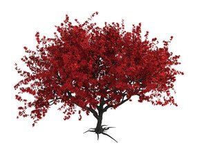 Albero con e senza foglie arancioni, verdi, gialle, rosse fondo trasparente e isolato  