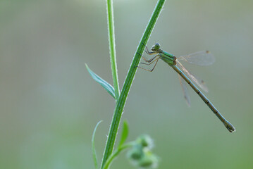 dragonfly on the grass