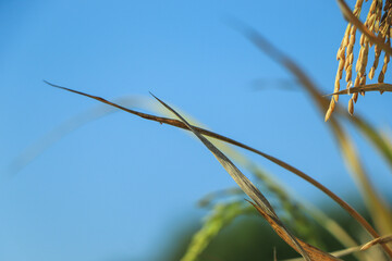Ear of rice. Close-up to rice seeds in ear of paddy. Beautiful golden rice field and ear of rice.