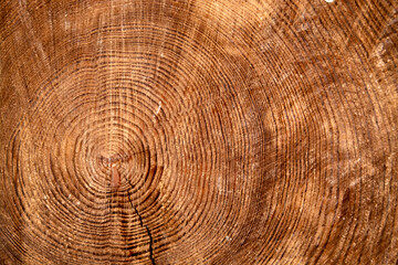 Fototapeta premium Wood cut with annual rings as a background
