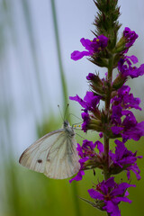 butterfly on flower