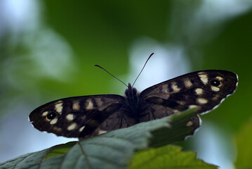 butterfly on leaf