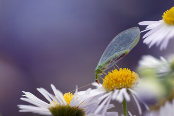 butterfly on camomile