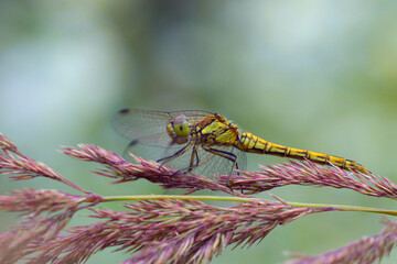 dragonfly on a leaf