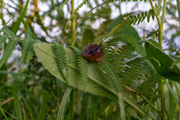 a slug crawls on a green leaf