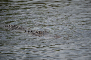 American Alligator