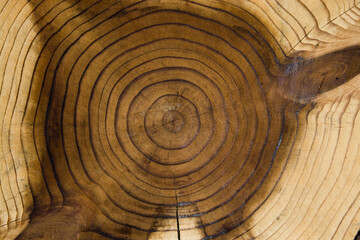Wood cut with annual rings as a background
