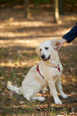 golden retriever for a walk in the park with the owner. Close up photo of a golden retriever walking in a park near his owner. Owner walking with Golden Retriever dog together in park
