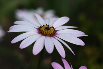Fototapeta premium White Spring flower background. Weather Prophet flowers
