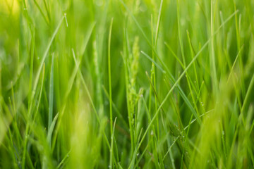 green grass background