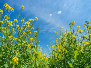 青空と菜の花