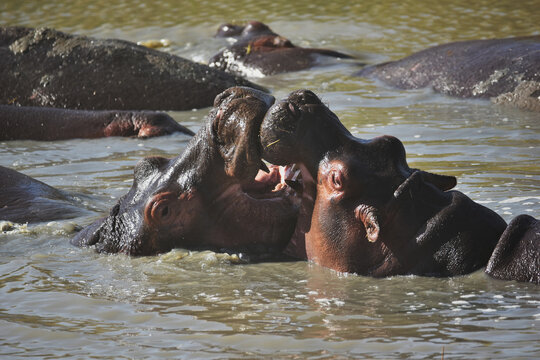 Close up of a pair of hippos in the water, kissing or fighting with open mouths