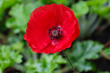 Fototapeta na wymiar Red poppy flower background