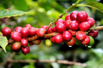 rama de caf&eacute; maduro
