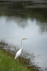 Great Egret