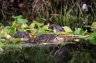 Green Heron