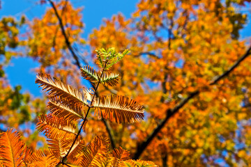 Yellow leaves of dawn redwood on a sunny November day