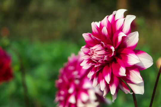 Close up photo of a colorful Dahlia flower in full bloom.