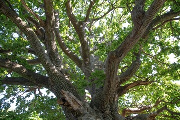 The beautiful old oak tree