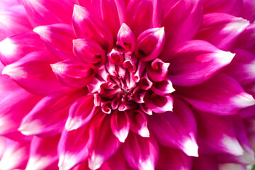 Pink dahlia flower closeup background