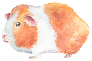 Guinea pig side view, hand painted watercolor illustration
