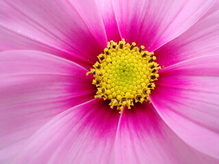 コスモスの花の接写